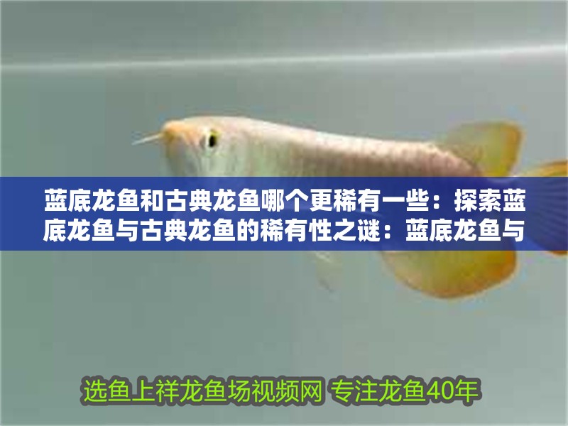 藍底龍魚和古典龍魚哪個更稀有一些：探索藍底龍魚與古典龍魚的稀有性之謎：藍底龍魚與古典龍魚的區別