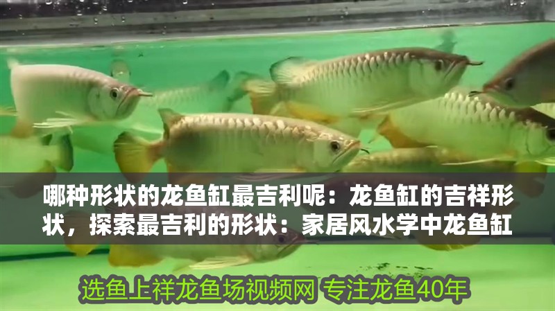 哪種形狀的龍魚缸最吉利呢：龍魚缸的吉祥形狀，探索最吉利的形狀：家居風水學中龍魚缸的選擇