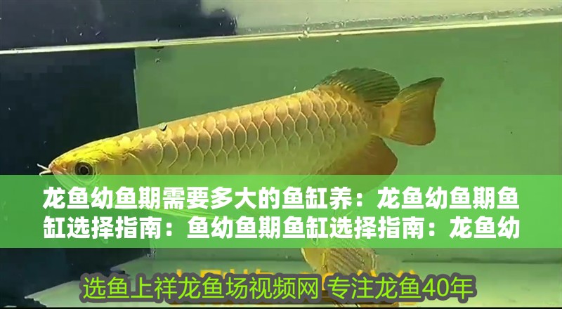 龍魚幼魚期需要多大的魚缸養：龍魚幼魚期魚缸選擇指南：魚幼魚期魚缸選擇指南：龍魚幼魚期魚缸選擇指南
