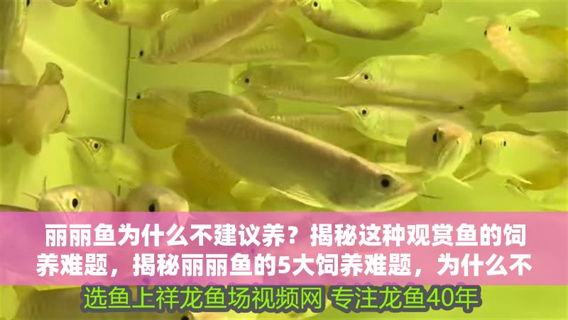 麗麗魚為什么不建議養(yǎng)？揭秘這種觀賞魚的飼養(yǎng)難題，揭秘麗麗魚的5大飼養(yǎng)難題，為什么不建議新手養(yǎng)？