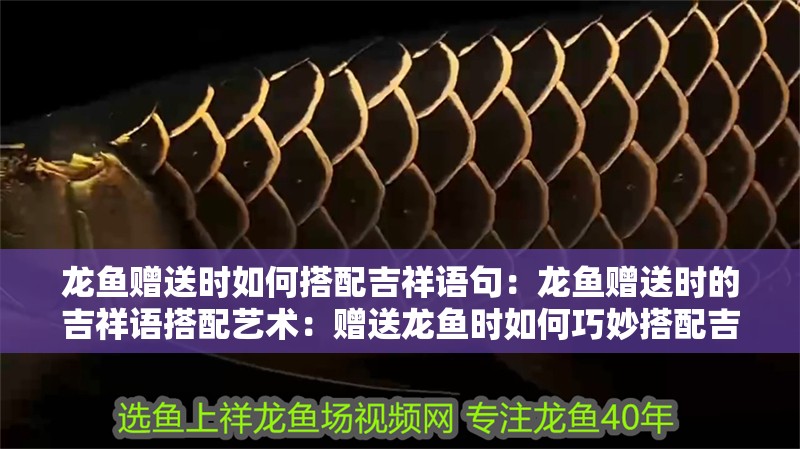 龍魚贈送時如何搭配吉祥語句：龍魚贈送時的吉祥語搭配藝術(shù)：贈送龍魚時如何巧妙搭配吉祥語