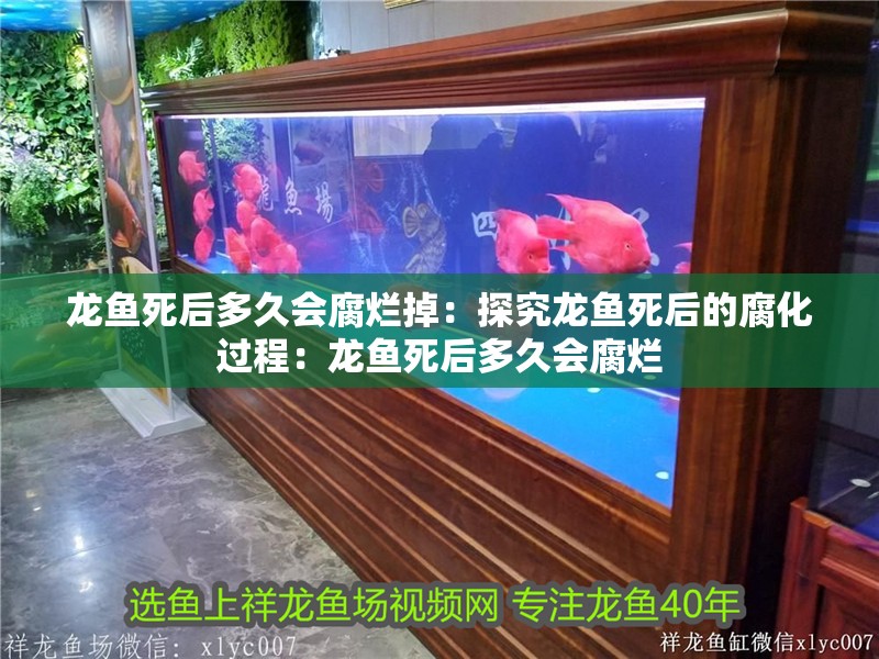 龍魚死后多久會腐爛掉：探究龍魚死后的腐化過程：龍魚死后多久會腐爛