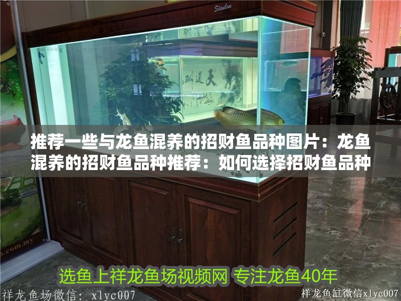 推薦一些與龍魚混養的招財魚品種圖片：龍魚混養的招財魚品種推薦：如何選擇招財魚品種
