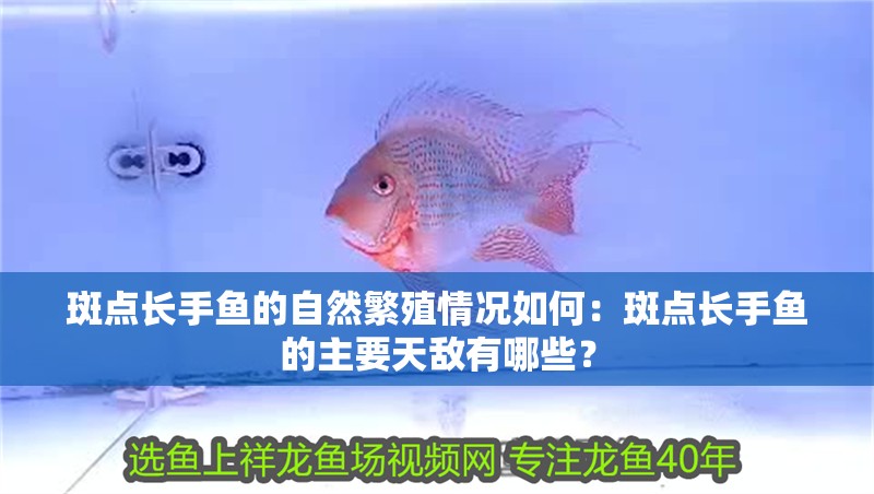 斑點長手魚的自然繁殖情況如何：斑點長手魚的主要天敵有哪些？