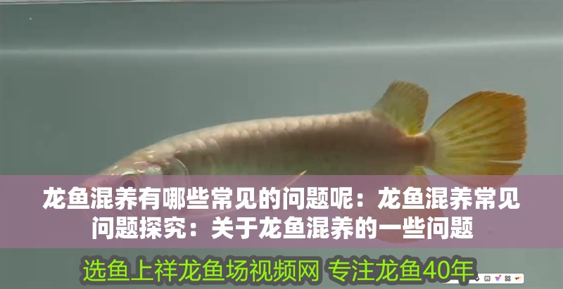 龍魚混養(yǎng)有哪些常見的問題呢：龍魚混養(yǎng)常見問題探究：關(guān)于龍魚混養(yǎng)的一些問題