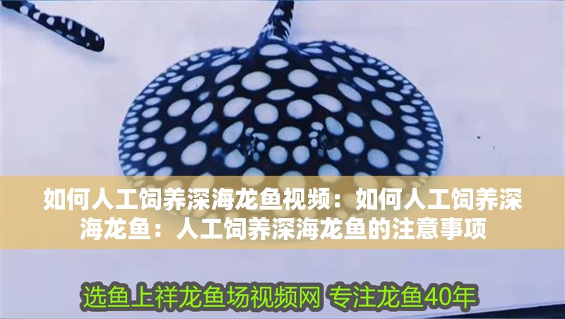 如何人工飼養(yǎng)深海龍魚視頻：如何人工飼養(yǎng)深海龍魚：人工飼養(yǎng)深海龍魚的注意事項(xiàng)