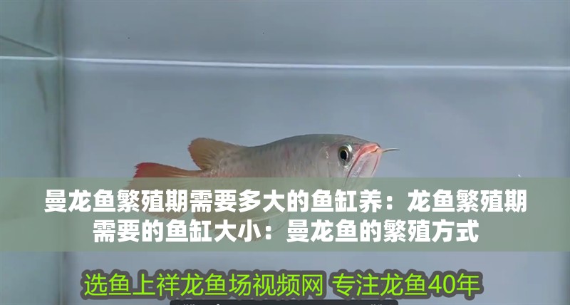 曼龍魚繁殖期需要多大的魚缸養(yǎng)：龍魚繁殖期需要的魚缸大小：曼龍魚的繁殖方式