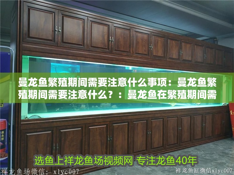 曼龍魚繁殖期間需要注意什么事項：曼龍魚繁殖期間需要注意什么？：曼龍魚在繁殖期間需要注意的事項
