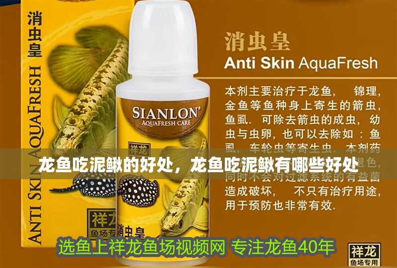 龍魚吃泥鰍的好處，龍魚吃泥鰍有哪些好處