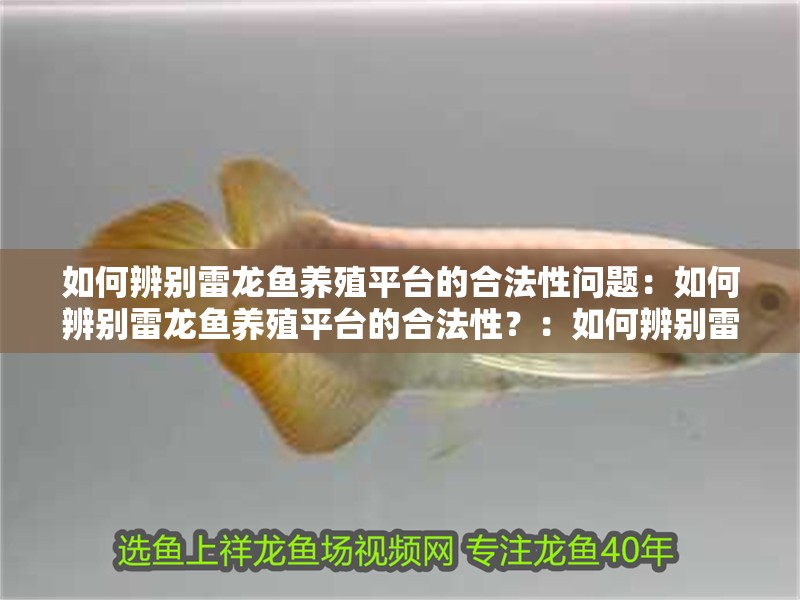 如何辨別雷龍魚養殖平臺的合法性問題：如何辨別雷龍魚養殖平臺的合法性？：如何辨別雷龍魚養殖平臺的合法性