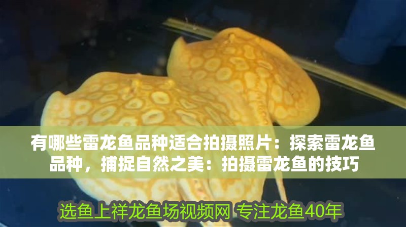 有哪些雷龍魚品種適合拍攝照片：探索雷龍魚品種，捕捉自然之美：拍攝雷龍魚的技巧