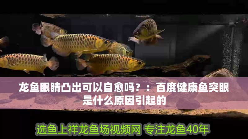 龍魚眼睛凸出可以自愈嗎？：百度健康魚突眼是什么原因引起的