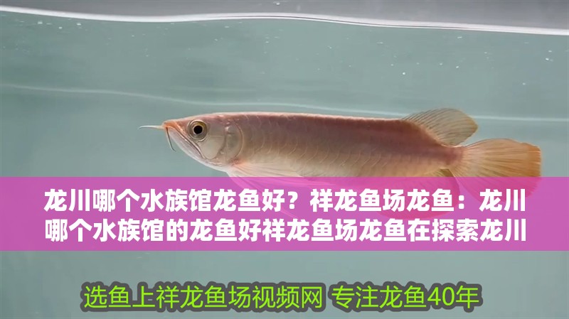 龍川哪個水族館龍魚好？祥龍魚場龍魚：龍川哪個水族館的龍魚好祥龍魚場龍魚在探索龍川地區