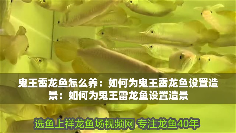 鬼王雷龍魚怎么養：如何為鬼王雷龍魚設置造景：如何為鬼王雷龍魚設置造景