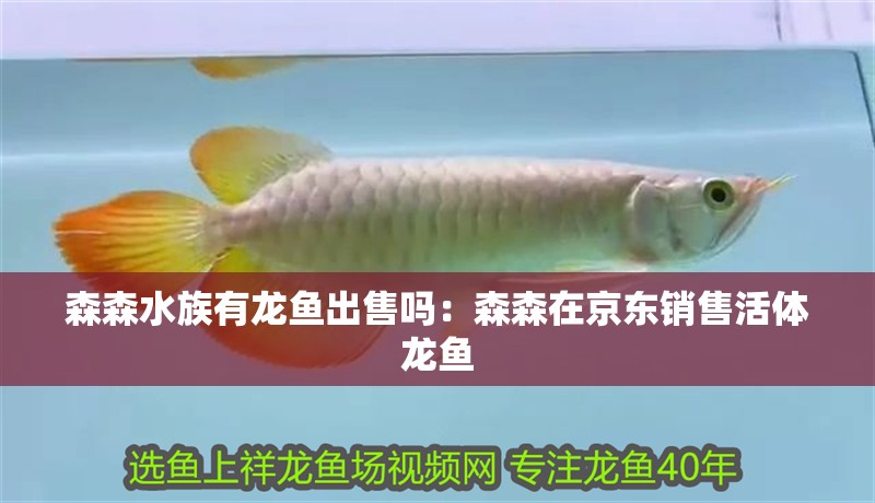 森森水族有龍魚出售嗎：森森在京東銷售活體龍魚