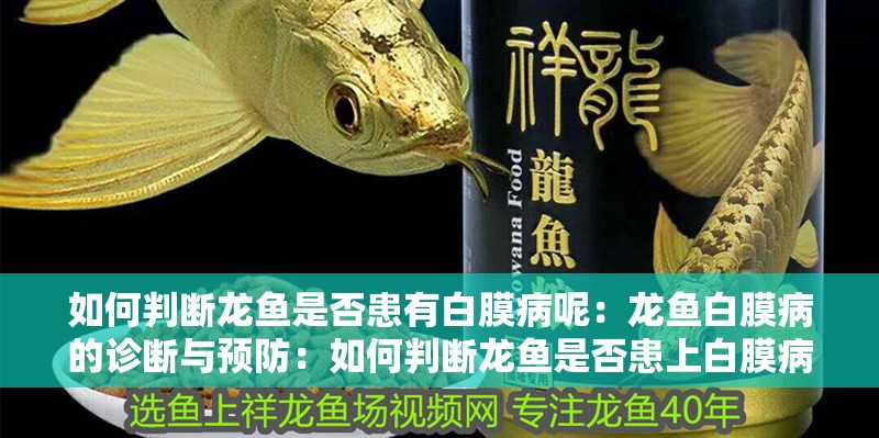 如何判斷龍魚是否患有白膜病呢：龍魚白膜病的診斷與預(yù)防：如何判斷龍魚是否患上白膜病，如何判斷龍魚是否患有白膜病