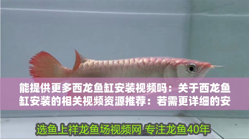 我的虎魚真菌感染了要怎么處理 能提供更多西龍魚缸安裝視頻嗎:關于西龍魚缸安裝的相關視頻資源推薦:若需更詳細的安裝教程 龍魚百科 能提供更多西龍魚缸安裝視頻嗎:關于西龍魚缸安裝的相關視頻資源推薦:若需更詳細的安裝教程 能提供更多西龍魚缸安裝視頻嗎:關于西龍魚缸安裝的相關視頻資源推薦:若需更詳細的安裝教程 龍魚百科