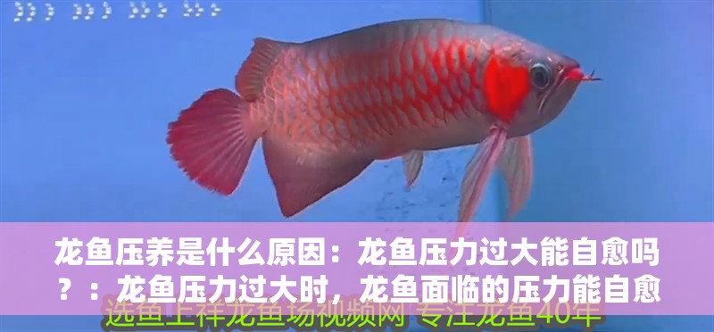 龍魚壓養是什么原因：龍魚壓力過大能自愈嗎？：龍魚壓力過大時，龍魚面臨的壓力能自愈嗎