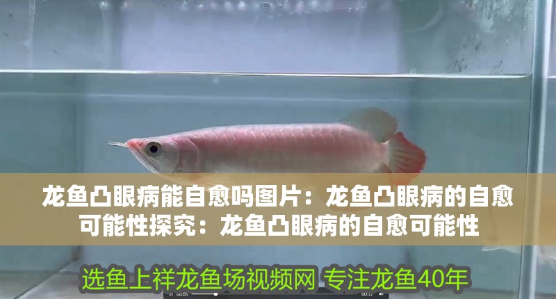 龍魚(yú)凸眼病能自愈嗎圖片：龍魚(yú)凸眼病的自愈可能性探究：龍魚(yú)凸眼病的自愈可能性