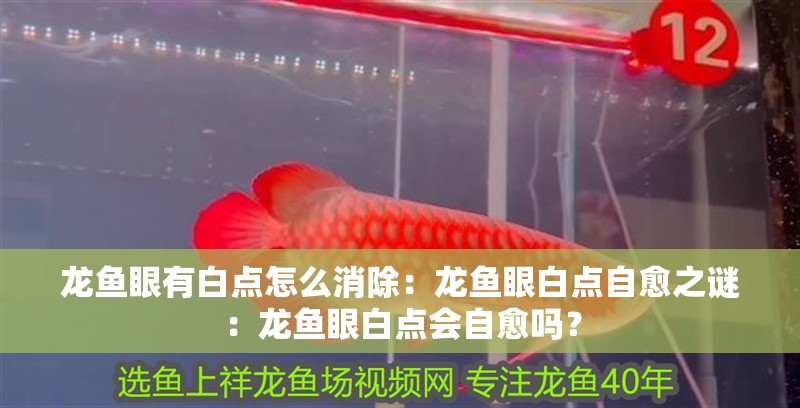 魚(yú)缸用增氧泵價(jià)格是多少:魚(yú)缸增氧機(jī)-xtrac增氧機(jī)-xtrac增氧機(jī) 龍魚(yú)眼有白點(diǎn)怎么消除:龍魚(yú)眼白點(diǎn)自愈之謎:龍魚(yú)眼白點(diǎn)會(huì)自愈嗎? 水族問(wèn)答 龍魚(yú)眼有白點(diǎn)怎么消除:龍魚(yú)眼白點(diǎn)自愈之謎:龍魚(yú)眼白點(diǎn)會(huì)自愈嗎? 龍魚(yú)眼有白點(diǎn)怎么消除:龍魚(yú)眼白點(diǎn)自愈之謎:龍魚(yú)眼白點(diǎn)會(huì)自愈嗎? 水族問(wèn)答