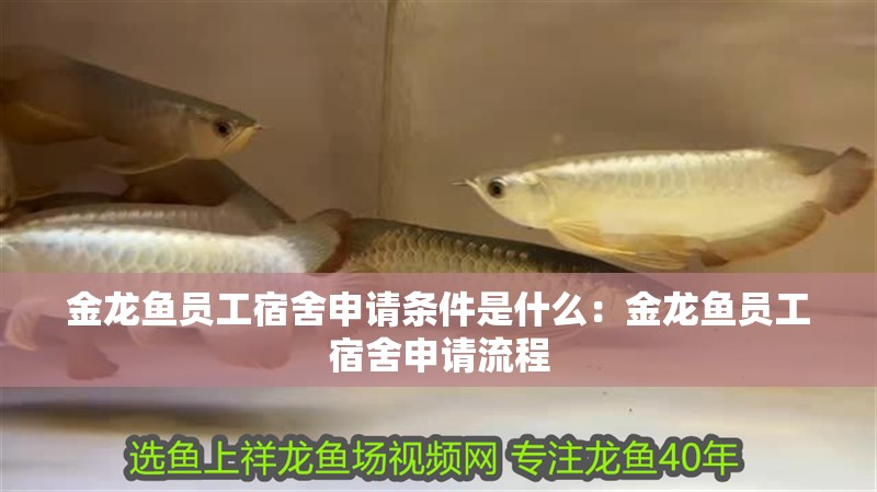 金龍魚員工宿舍申請條件是什么：金龍魚員工宿舍申請流程