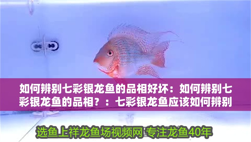如何辨別七彩銀龍魚的品相好壞：如何辨別七彩銀龍魚的品相？：七彩銀龍魚應該如何辨別七彩銀龍魚的品相