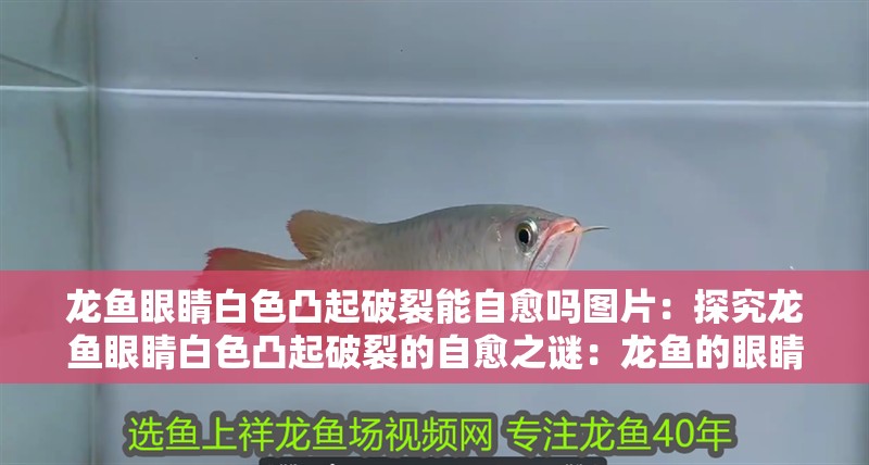 龍魚眼睛白色凸起破裂能自愈嗎圖片：探究龍魚眼睛白色凸起破裂的自愈之謎：龍魚的眼睛白色凸起破裂能否自愈