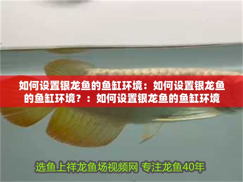 如何設(shè)置銀龍魚(yú)的魚(yú)缸環(huán)境：如何設(shè)置銀龍魚(yú)的魚(yú)缸環(huán)境？：如何設(shè)置銀龍魚(yú)的魚(yú)缸環(huán)境