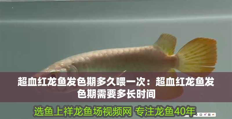 超血紅龍魚發(fā)色期多久喂一次：超血紅龍魚發(fā)色期需要多長時間