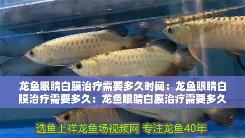 龍魚眼睛白膜治療需要多久時間：龍魚眼睛白膜治療需要多久：龍魚眼睛白膜治療需要多久