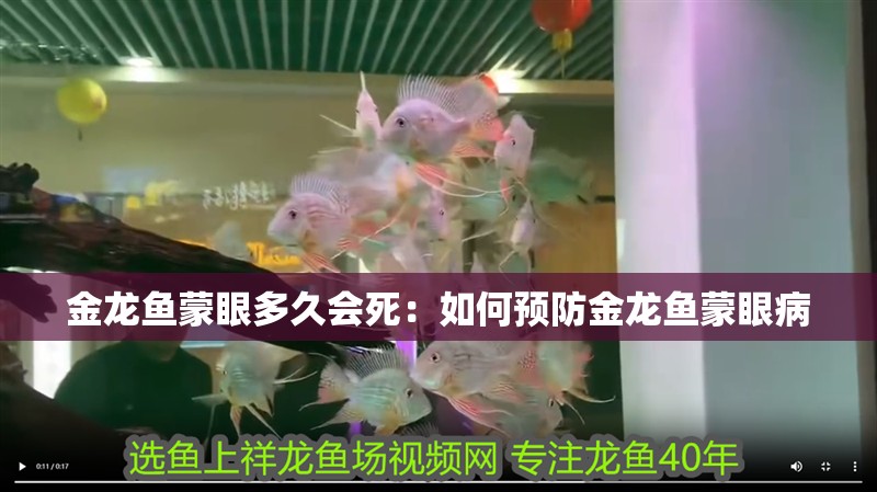 金龍魚蒙眼多久會死：如何預防金龍魚蒙眼病