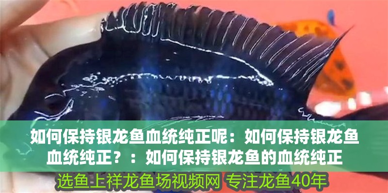 如何保持銀龍魚血統純正呢：如何保持銀龍魚血統純正？：如何保持銀龍魚的血統純正