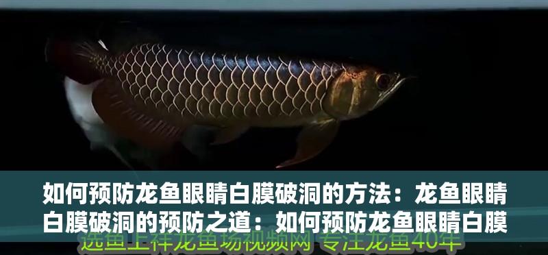 如何預防龍魚眼睛白膜破洞的方法：龍魚眼睛白膜破洞的預防之道：如何預防龍魚眼睛白膜破洞