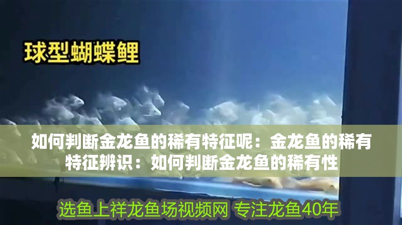 如何判斷金龍魚的稀有特征呢：金龍魚的稀有特征辨識：如何判斷金龍魚的稀有性