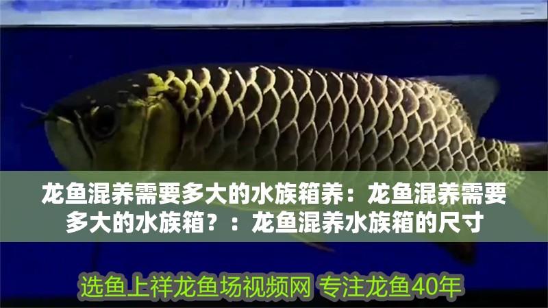 龍魚混養需要多大的水族箱養：龍魚混養需要多大的水族箱？：龍魚混養水族箱的尺寸