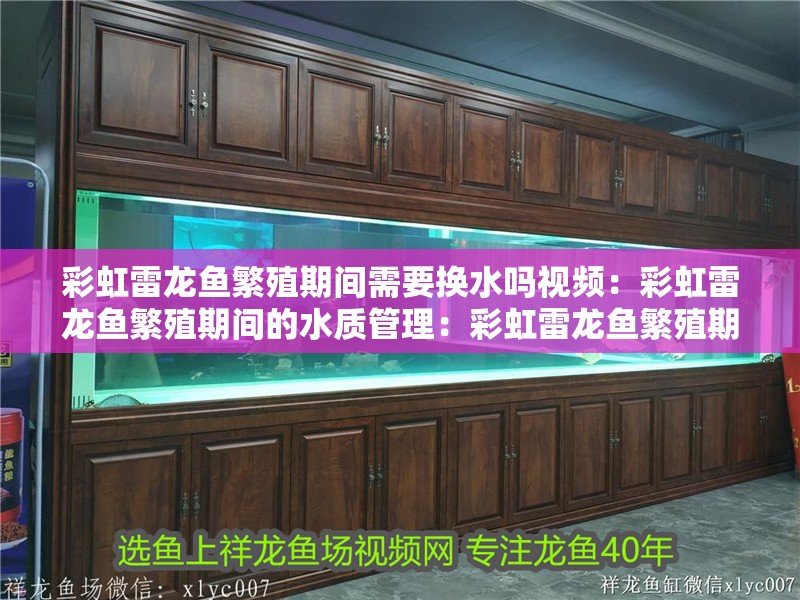 彩虹雷龍魚繁殖期間需要換水嗎視頻：彩虹雷龍魚繁殖期間的水質管理：彩虹雷龍魚繁殖期水質管理