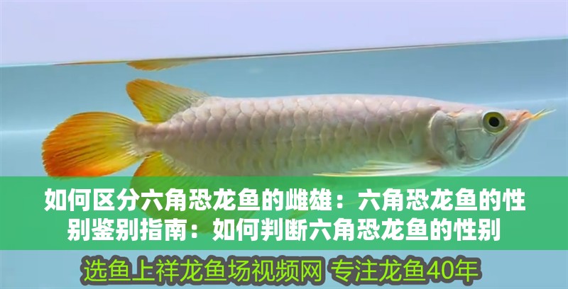 如何區分六角恐龍魚的雌雄：六角恐龍魚的性別鑒別指南：如何判斷六角恐龍魚的性別