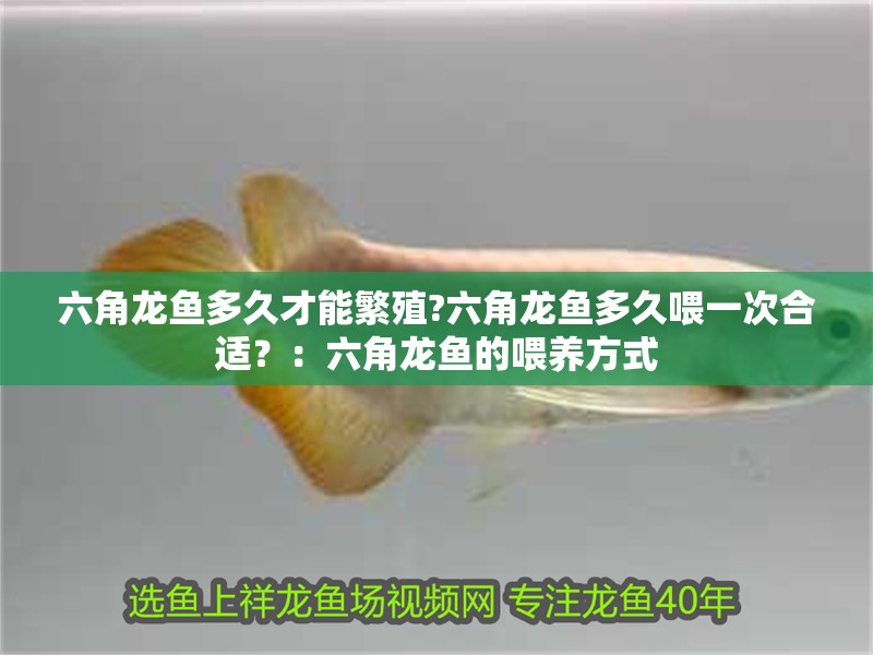 六角龍魚多久才能繁殖?六角龍魚多久喂一次合適？：六角龍魚的喂養(yǎng)方式