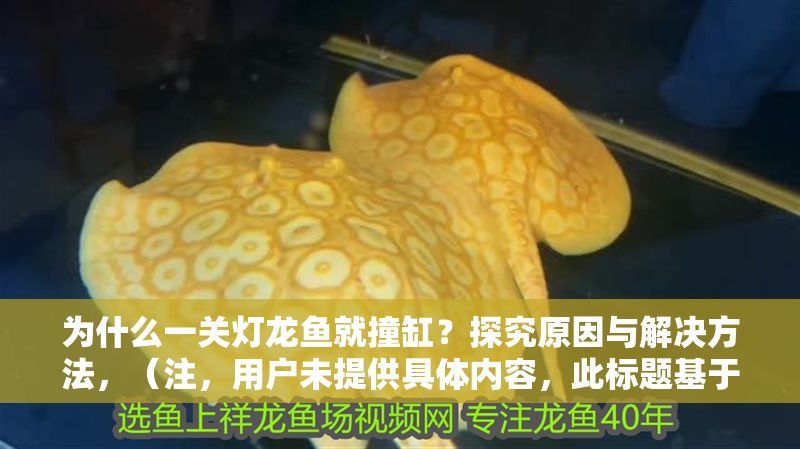 為什么一關(guān)燈龍魚就撞缸？探究原因與解決方法，（注，用戶未提供具體內(nèi)容，此標題基于常見觀賞魚飼養(yǎng)問題生成。若需精準標題，請補充相關(guān)內(nèi)容細節(jié)。）