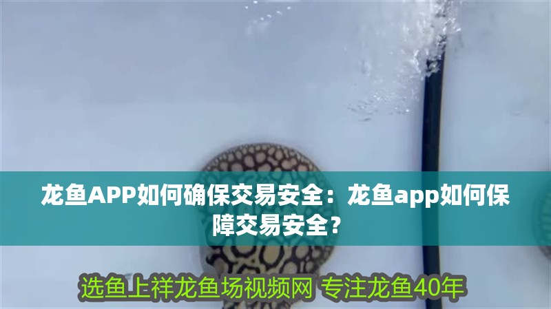 龍魚APP如何確保交易安全：龍魚app如何保障交易安全？