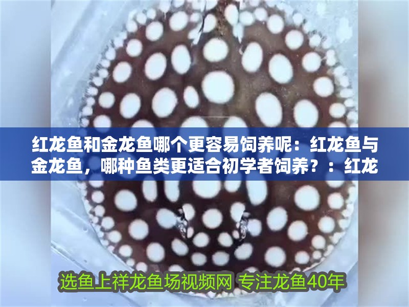 紅龍魚和金龍魚哪個更容易飼養(yǎng)呢：紅龍魚與金龍魚，哪種魚類更適合初學(xué)者飼養(yǎng)？：紅龍魚和金龍魚可能是一個更適合初學(xué)者來養(yǎng)殖的選擇