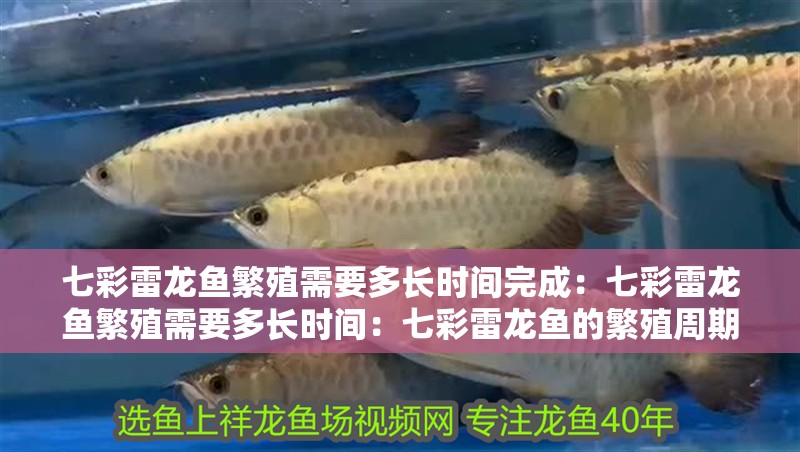 七彩雷龍魚繁殖需要多長時間完成：七彩雷龍魚繁殖需要多長時間：七彩雷龍魚的繁殖周期