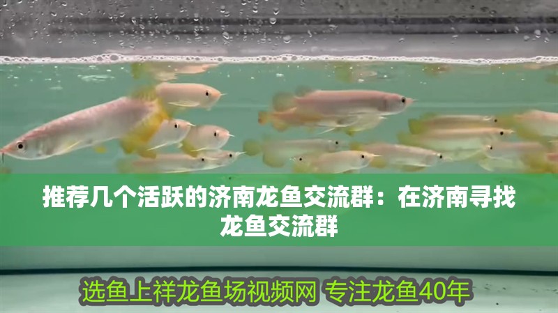 推薦幾個活躍的濟(jì)南龍魚交流群：在濟(jì)南尋找龍魚交流群