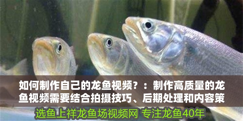 如何制作自己的龍魚視頻？：制作高質(zhì)量的龍魚視頻需要結(jié)合拍攝技巧、后期處理和內(nèi)容策劃