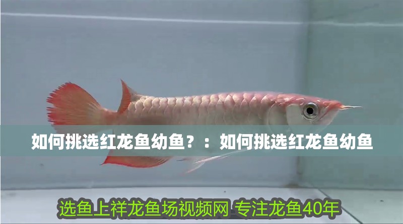 如何挑選紅龍魚幼魚？：如何挑選紅龍魚幼魚