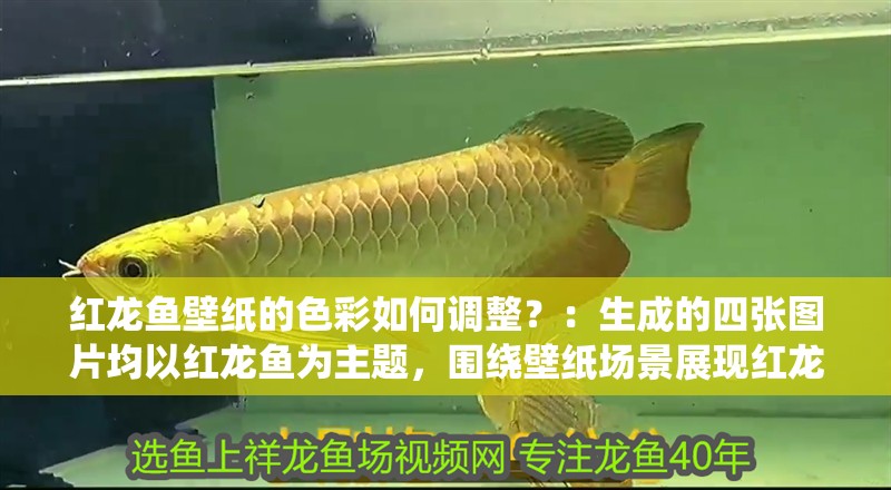 紅龍魚壁紙的色彩如何調整？：生成的四張圖片均以紅龍魚為主題，圍繞壁紙場景展現紅龍魚的色彩