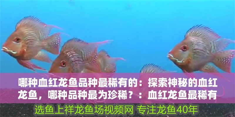 哪種血紅龍魚品種最稀有的：探索神秘的血紅龍魚，哪種品種最為珍稀？：血紅龍魚最稀有的品種，揭開血紅龍魚稀有品種的神秘面紗