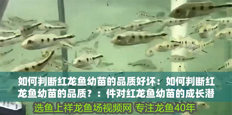 如何判斷紅龍魚幼苗的品質好壞：如何判斷紅龍魚幼苗的品質？：件對紅龍魚幼苗的成長潛力和健康狀態的關鍵因素判斷