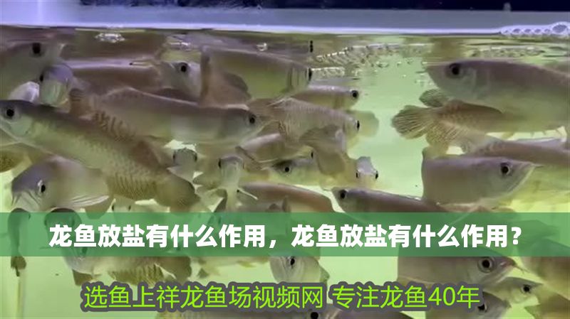 龍魚放鹽有什么作用，龍魚放鹽有什么作用？