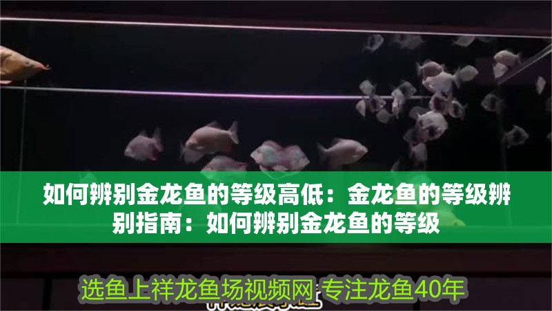 如何辨別金龍魚的等級高低：金龍魚的等級辨別指南：如何辨別金龍魚的等級